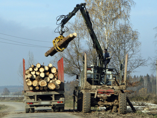 В России озаботились контрабандой древесины в Китай, который продает ее обратно втридорога